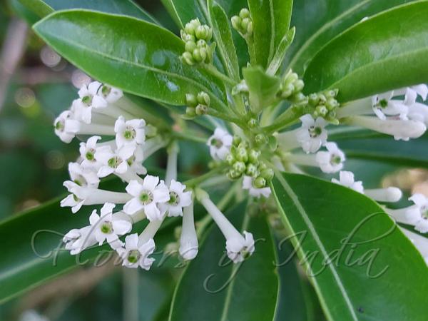 Day Jasmine